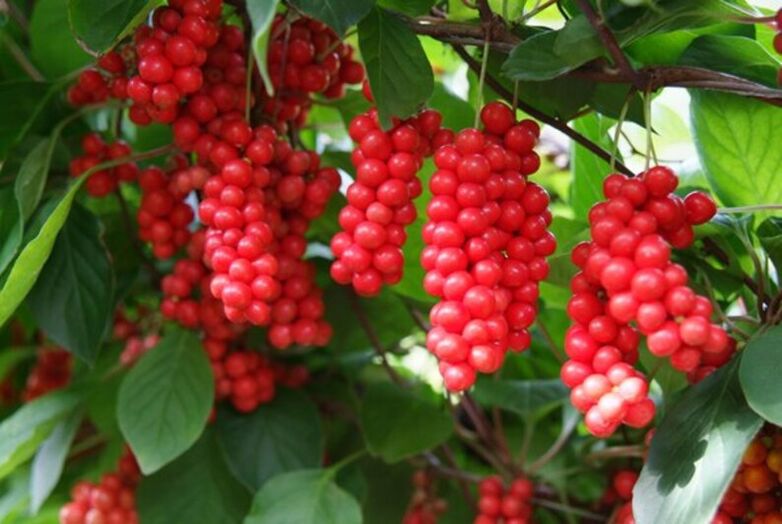 Schisandra жогорулатуу үчүн потенции